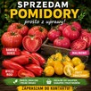 Świeże pomidory smaczne - 2