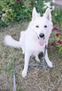 Petsitter profesjonalna opieka nad zwierzętami - 6
