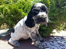 Cocker spaniel piesek - 2