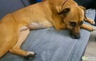 MISIO - delikatny i kochany psiak do adopcji - 3