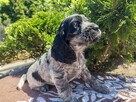 Cocker spaniel suczka - 2