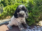 Cocker spaniel piesek - 3