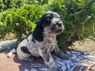 Cocker spaniel suczka - 3