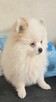 Szpic miniaturowy ,pomeranian ,suczka