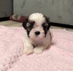 Shih tzu samiec suka chłopiec dziewczynka