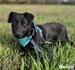 BIBI - 2 lata czeka na dom, ADOPTUJ PROSZĘ! - 3