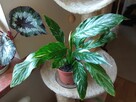 Skrzydłokwiat variegata Diamond-piękny oczyszczacz powietrza - 14