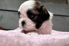 Shih tzu samiec suka chłopiec dziewczynka - 4