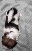 Shih tzu samiec suka chłopiec dziewczynka - 5