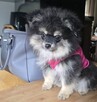 Szpic miniaturowy ,pomeranian piesek blac tan