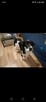 7 miesięczny border collie szuka domu - 2
