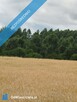 Działka z lasem i sadzawką, teren z potencjałem na siedlisko lub inwestycję, 3 km od Sokółki - 11