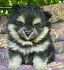 Szpic miniaturowy ,pomeranian piesek blac tan - 7