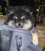 Szpic miniaturowy ,pomeranian piesek blac tan - 6