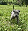 Amstaff szczeniaczki