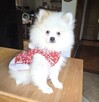 Szpic miniaturowy, pomeranian suczka