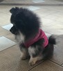 Szpic miniaturowy ,pomeranian piesek blac tan - 16