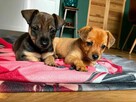 Rudzia i Bryś-filigranowe szczeniaki do adopcji