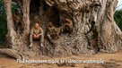 Granat hukowy w kurniku? Wagabunda (56) i rymowana prawda. - 3