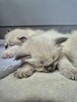 Kocięta Ragdoll - 5