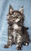 Maine Coon kotka fpl