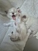 Kocięta Ragdoll - 6
