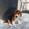 Beagle tricolor - 7