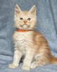 Maine Coon kocurek rodowód FPL