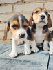 Beagle tricolor - 3