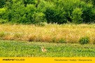 Atrakcyjna działka 1100 m2 z potencjałem - 2
