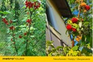 1756 m² Budowlana Domek 25 minut od Łodzi - 9