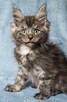 Maine Coon kocurek fpl - 5