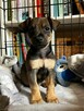 Rudzia i Bryś-filigranowe szczeniaki do adopcji - 4