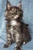 Maine Coon kotka fpl - 3