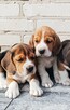 Beagle tricolor