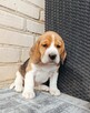 Beagle tricolor - 4