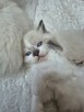 Kocięta Ragdoll - 4