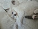 Kocięta Ragdoll - 2