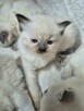 Kocięta Ragdoll - 8