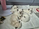 Kocięta Ragdoll - 7
