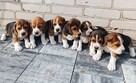Beagle tricolor - 6