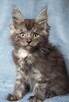 Maine Coon kocurek fpl
