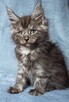 Maine Coon kocurek fpl - 2