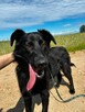 Cudowny Choko do adopcji