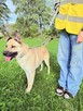 Frytka do adopcji - 4