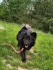 Kruczek do adopcji - 4