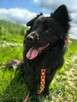 Kruczek do adopcji - 3