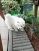 SAMOYED SZCZENIĘTA - 7