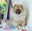 Szpic Miniaturowy Pomeranian - 2