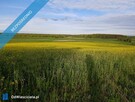 Atrakcyjna działka pod siedlisko 37,5 ara – Frednowy - 2